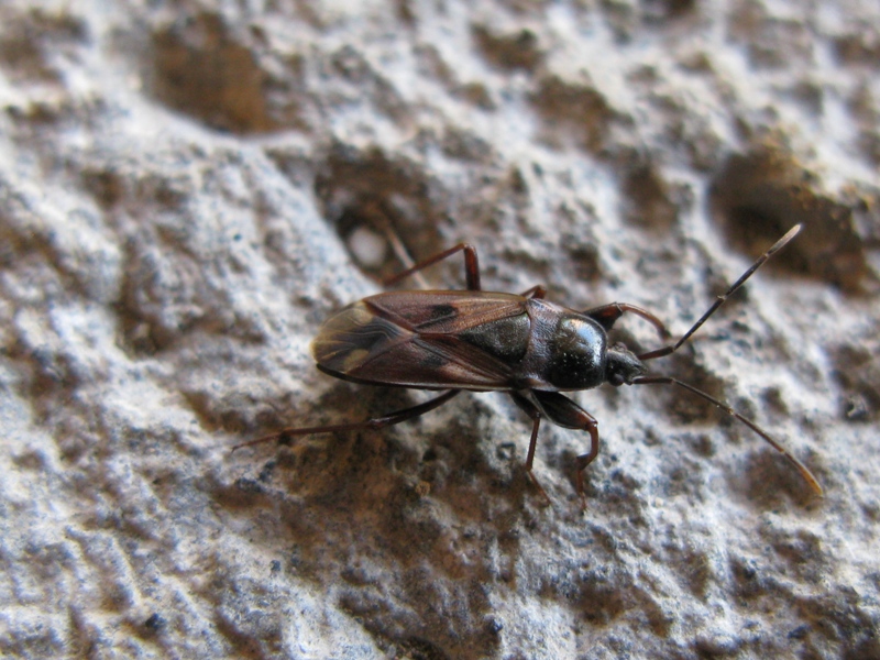 Lygaeidae: Eremocoris fenestratus del Lazio (VT)